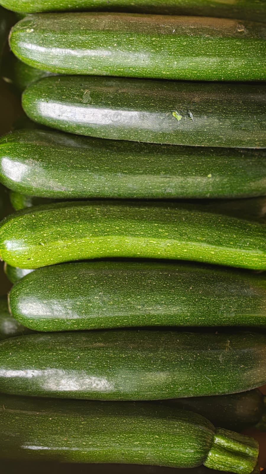 Courgette